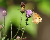 Grosses Ochsenauge (1)